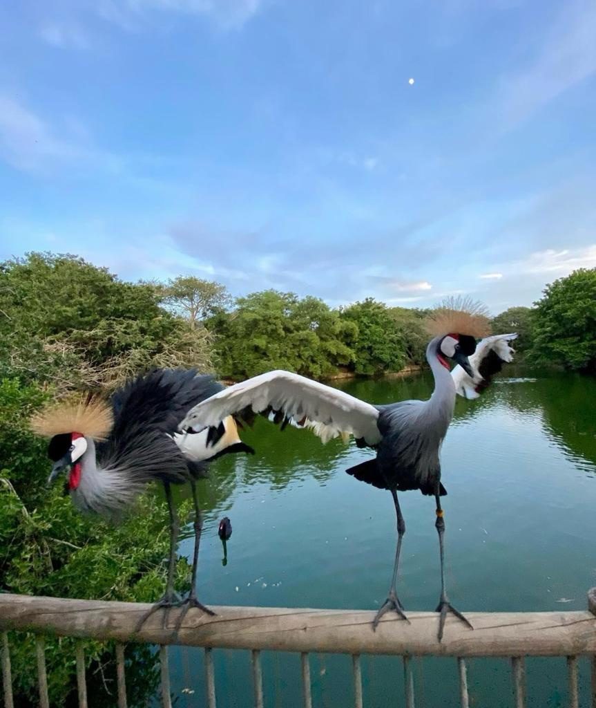 Aviary + Baru in Cartagena