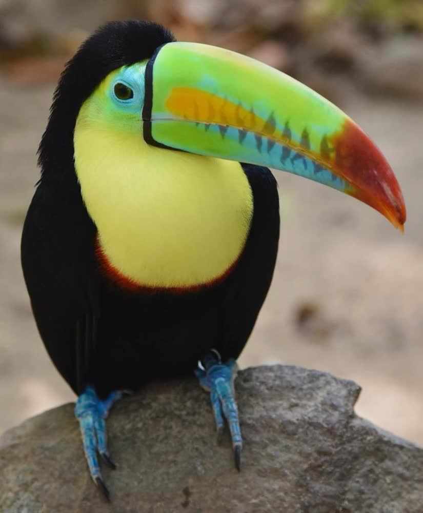 Aviary + Baru, photo 6