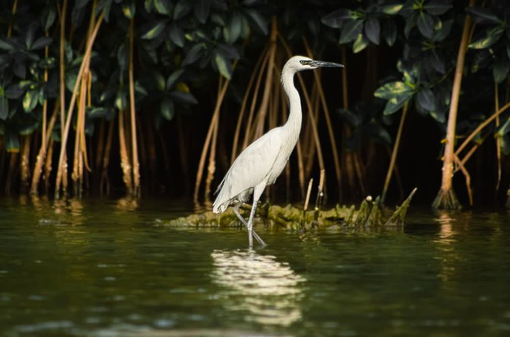 Mangrove Tour, La Boquilla, photo 3