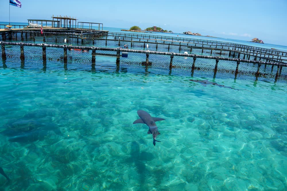 Rosario Islands + Baru, photo 2